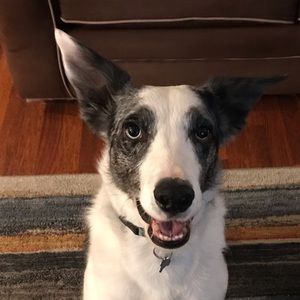 Meet your Posher, Laramie